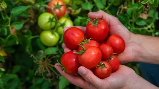Mans que sostenen tomàquets vermells madurs, amb tomàquets verds encara a la planta al fons.